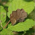 2009_schmetterlinge 0007